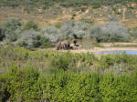  Elephants