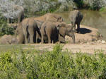  Elephants