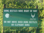 Dung beetles