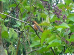 Hummingbird