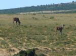 Kudu