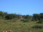 Kudu