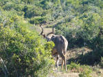 Kudu