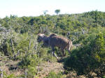 Kudu