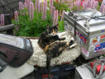A well-guarded motorcycle