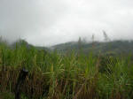 Andes foothills