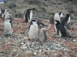 Antartic