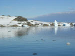 Antartic