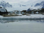 Antartic