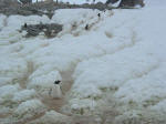 Antartic