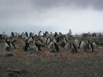 Chinstrap penguins