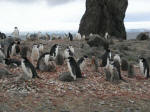 Chinstrap penguins