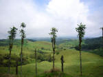 Cloud forest