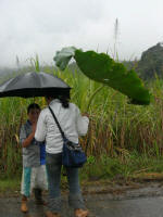 Ecologically-sound umbrella