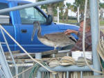 Fairly tame pelicans