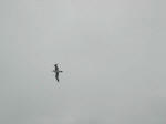 Get your albatross 'ere