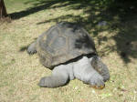 Giant tortoise in the hotel garden - a good 3 feet from stem to stern of his shel