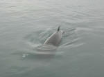 Minke whale showing off 