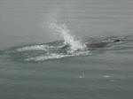 Minke whale showing off 