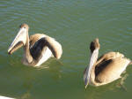Pelicans