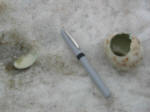 Penguin egg devoured by skuas