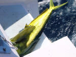 Reeling in a dolphin fish