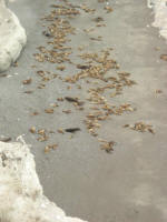 Sealions on the beach
