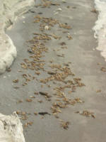 Sealions on the beach