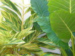 Shrubbery