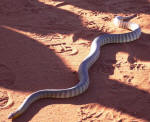 Snake